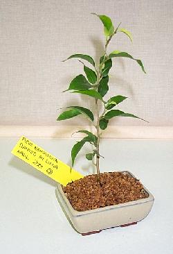 Micro-Bonsai Ficus
                    benjamina (Weeping Fig)