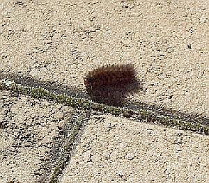 Black Furry Caterpillar