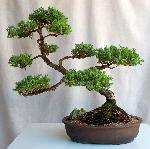 Juniperus
chinensis (Chinese Juniper)