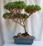 Juniperus chinensis (Chinese Juniper)