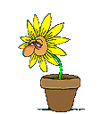 The Sneezing Plant....!